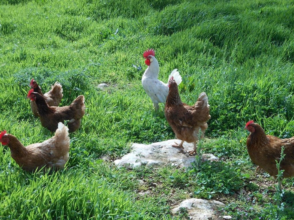 Agriturismo Masseria Casedde Vecchie Villa Martina Franca Dış mekan fotoğraf